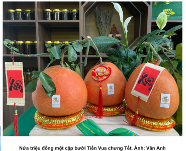 Nửa triệu đồng một cặp bưởi Tiến Vua chưng Tết